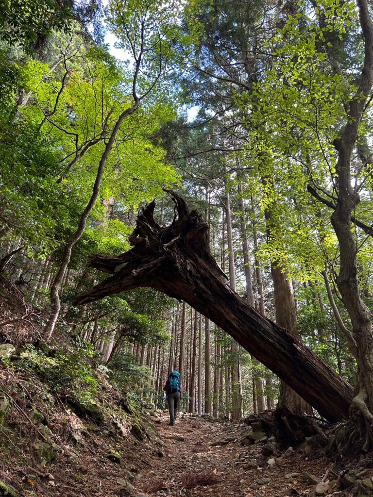 蓬莱山登山