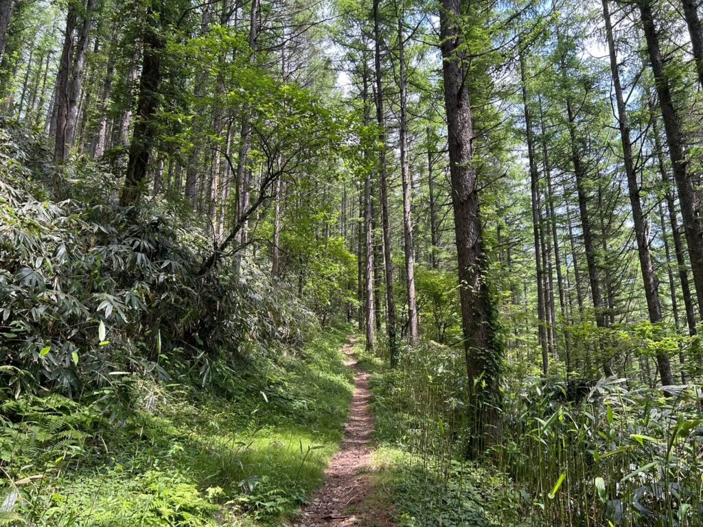 富士見台高原登山道